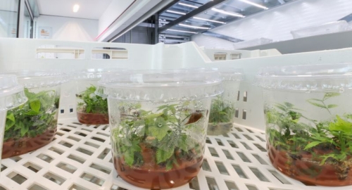 Biotech Tower : la révolution verticale de la micropropagation signée Modula