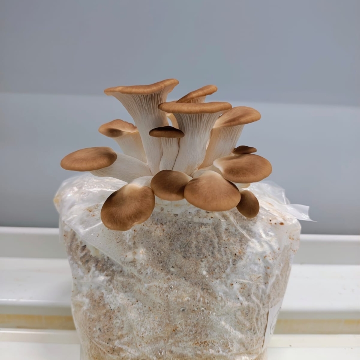 Modula Biotech Tower