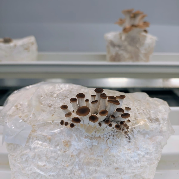 Modula Biotech Tower