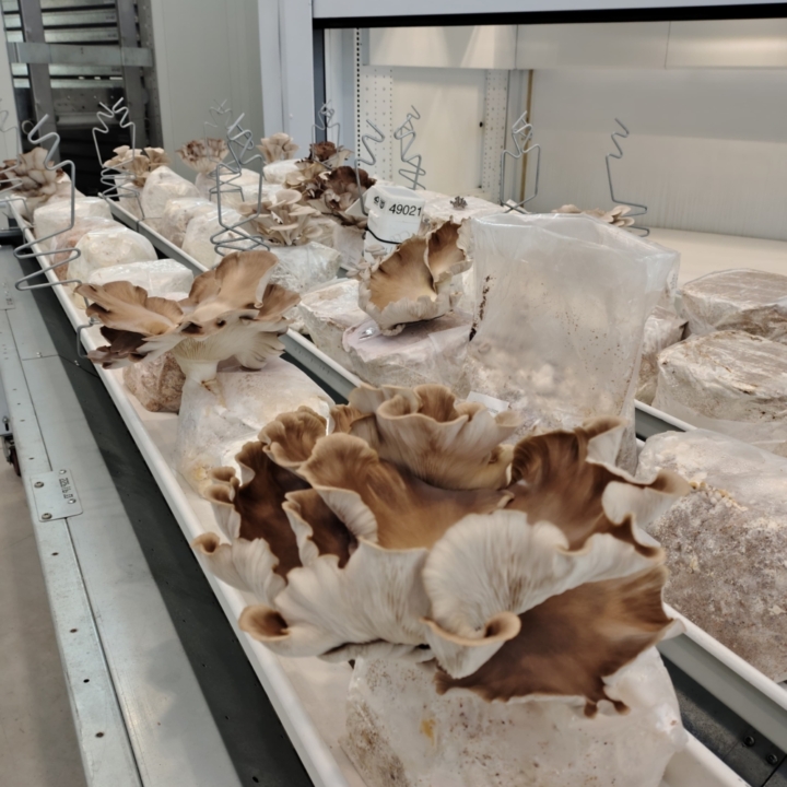 Modula Biotech Tower