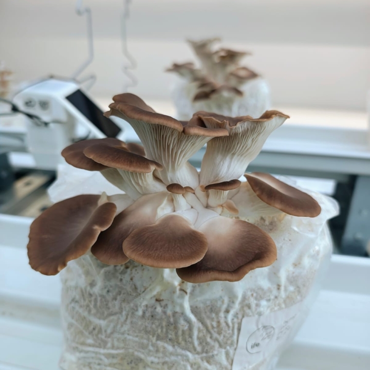 Modula Biotech Tower