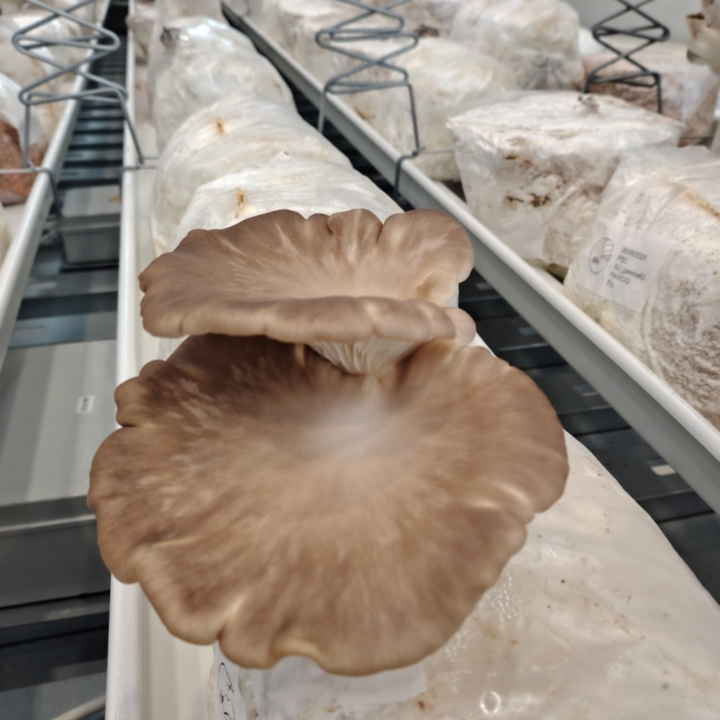 Modula Biotech Tower