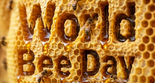 Modula celebra le api: un piccolo gesto per un grande impatto ambientale